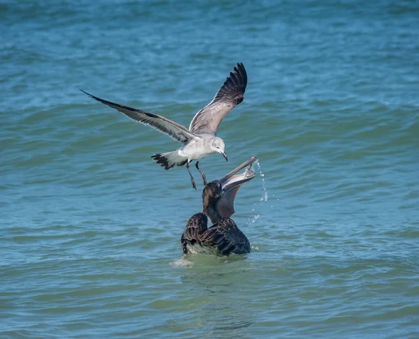 Tiro Cênico Pássaros Caçando Para Peixes Oceano — Fotografia de Stock