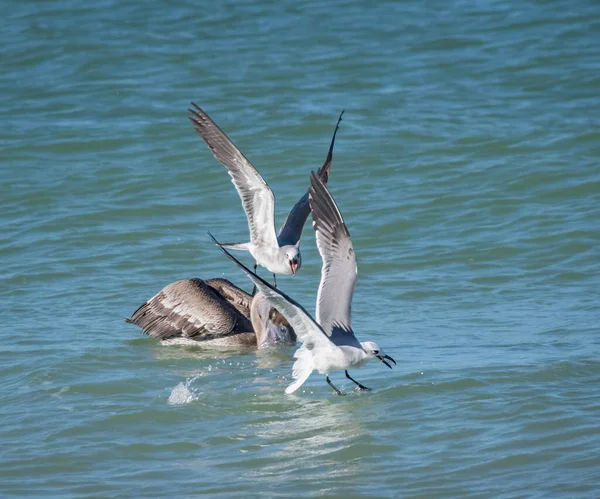 Malownicze Ujęcie Ptaków Polujących Ryby Oceanie — Zdjęcie stockowe
