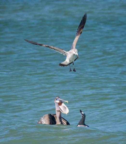 雀鸟在海里捕猎鱼的风景图 — 图库照片