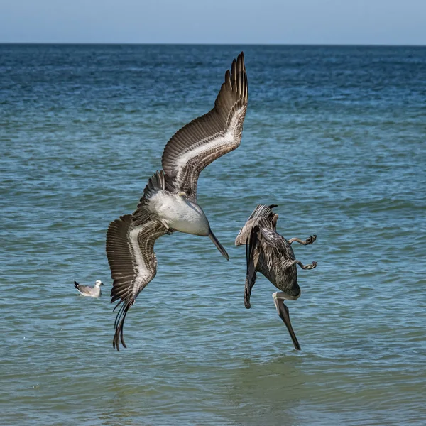 Scenic Shot Pelicans Hunting Fish Ocean — Stockfoto