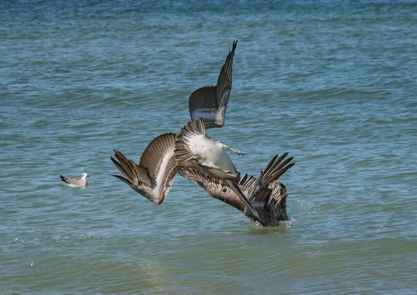 Malownicze Ujęcie Pelikanów Polujących Ryby Oceanie — Zdjęcie stockowe