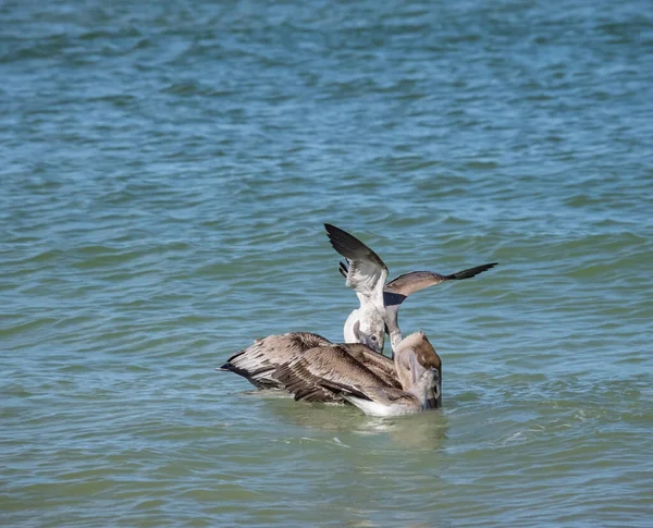 Okyanusta Balık Avlayan Pelikanların Manzaralı Görüntüsü — Stok fotoğraf