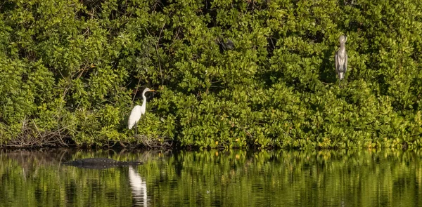 Plan Panoramique Beaux Oiseaux Perchés Sur Arbre Tropical Vert — Photo