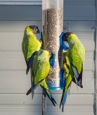 Güzel yeşil papağan kuşlarının yakın plan çekimi.