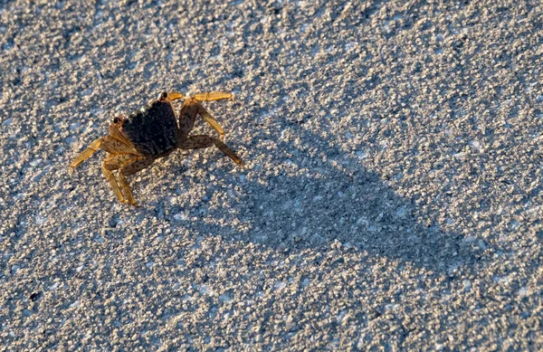 Close Shot Crab Seashore — Stockfoto