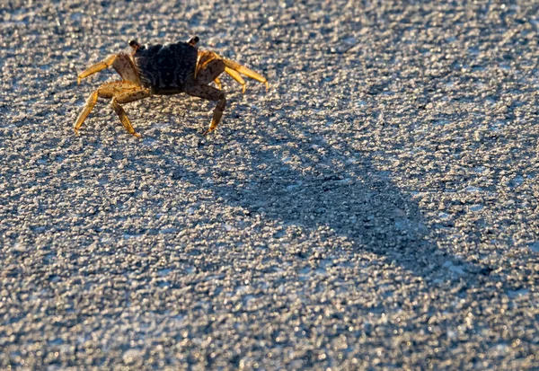 Close Shot Crab Seashore — Stockfoto