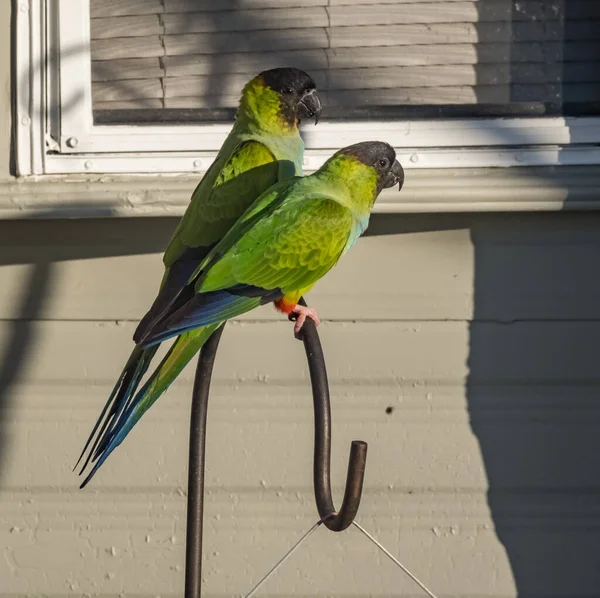 Closeup Shot Beautiful Green Macaw Birds — Foto Stock