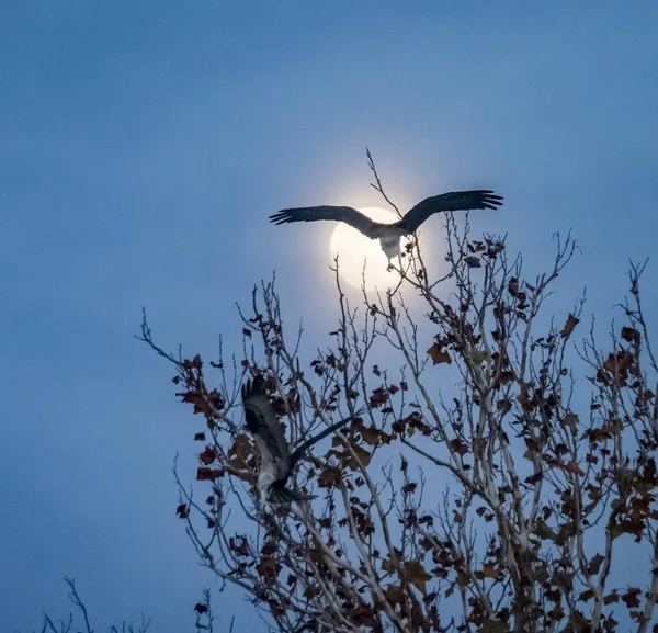 Scenic Shot Bird Tree Branches Front Shining Moon Background — Fotografia de Stock