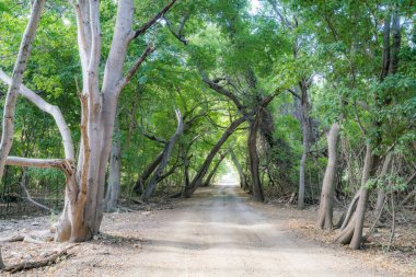 Noel Işıkları Karayip adası Curacao 'yu geziyor.