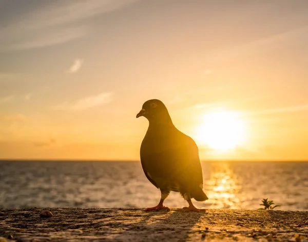 Solnedgång Och Duva Utsikt Runt Den Karibiska Curacao — Stockfoto