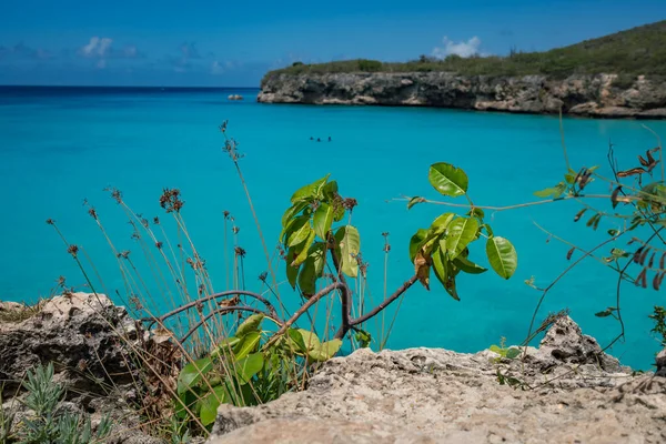 Luzes Natal Vistas Redor Ilha Caribenha Curaçao — Fotografia de Stock