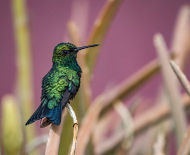kuş mor arkaplanda tünemektedir
