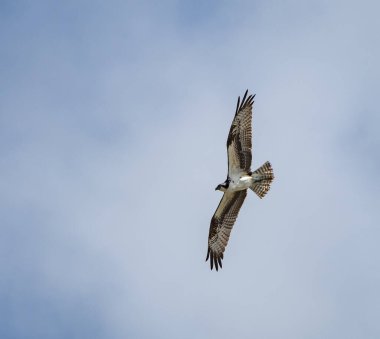 Mavi arka planda uçan şahinin yakın plan çekimi.