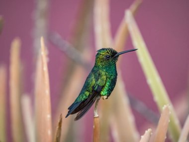 kuş mor arkaplanda tünemektedir