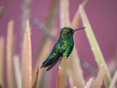 kuş mor arkaplanda tünemektedir