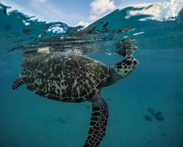 Výhled Karibský Ostrov Curacao — Stock fotografie