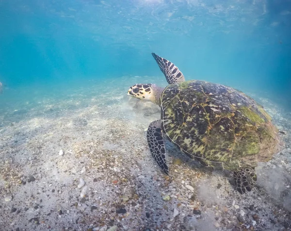 Vues Autour Île Caribéenne Curaçao — Photo