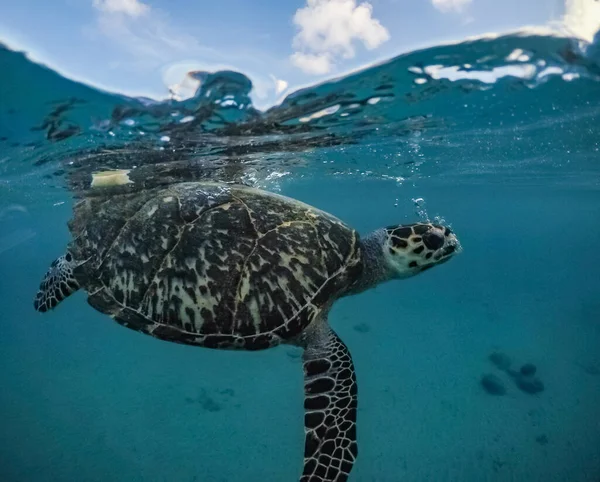 Vedute Intorno All Isola Caraibica Curacao — Foto Stock