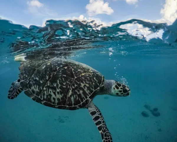 Vedute Intorno All Isola Caraibica Curacao — Foto Stock