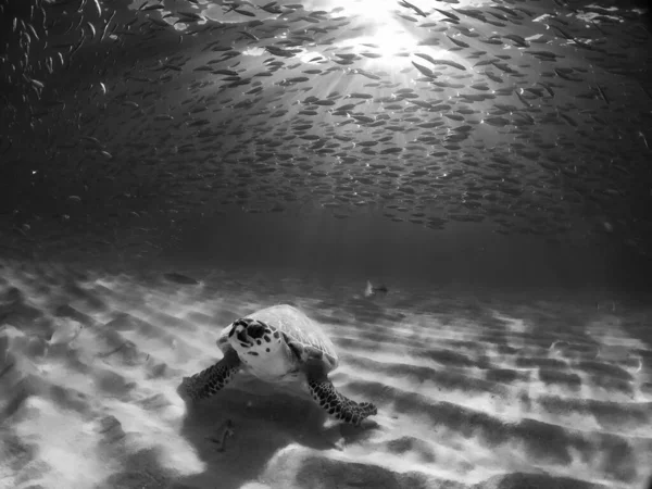 Výhled Karibský Ostrov Curacao — Stock fotografie