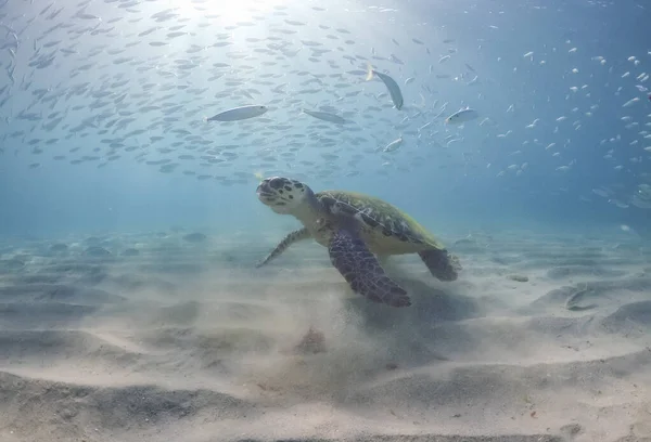 Výhled Karibský Ostrov Curacao — Stock fotografie