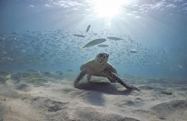 Výhled Karibský Ostrov Curacao — Stock fotografie