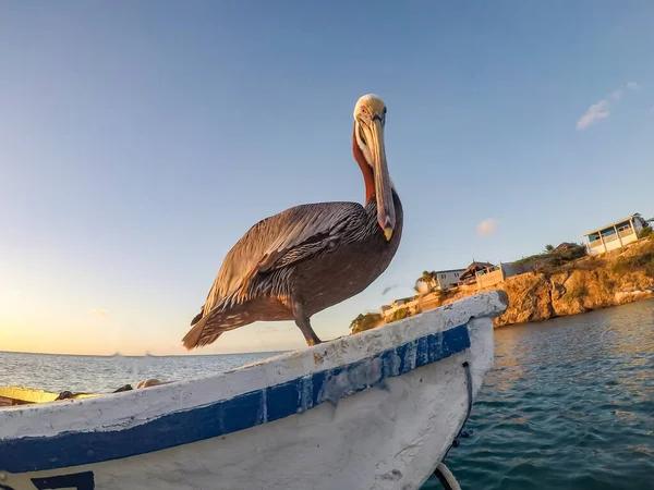 Utsikt Över Den Karibiska Curacao — Stockfoto