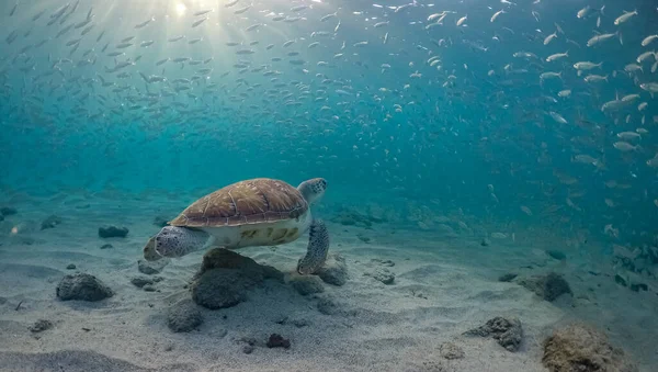 Vues Autour Île Caribéenne Curaçao — Photo