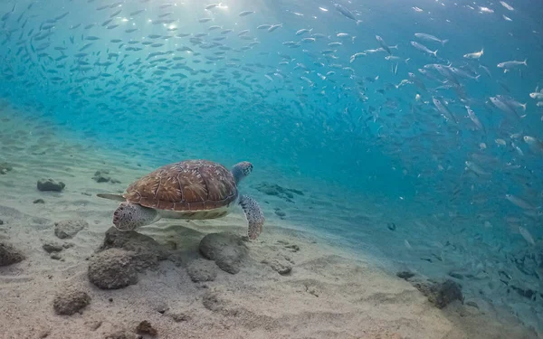 Vues Autour Île Caribéenne Curaçao — Photo