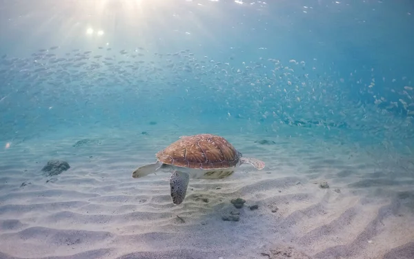 Vues Autour Île Caribéenne Curaçao — Photo