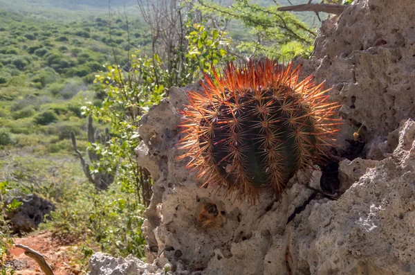 Zbliżenia Roślin Kaktusów Skale — Zdjęcie stockowe