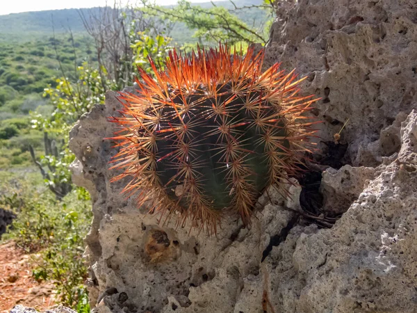 Zbliżenia Roślin Kaktusów Skale — Zdjęcie stockowe