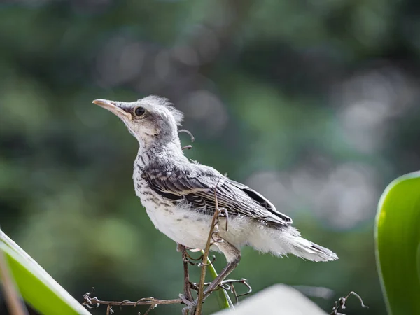 Zbliżenie Ujęcie Małego Ptaka Siedzącego Gałęzi Drzewa — Zdjęcie stockowe