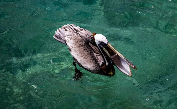 海沿岸で野生のペリカンが撮影されました — ストック写真