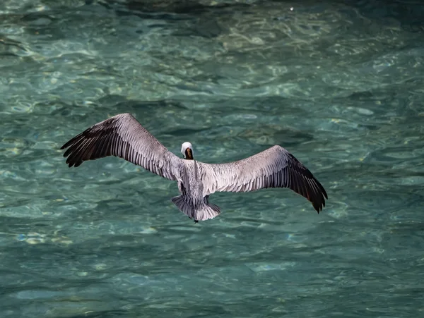 Malownicze Ujęcie Dzikiego Pelikana Wybrzeżu Oceanu — Zdjęcie stockowe