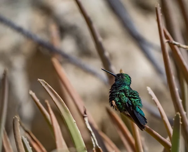 自然を背景にしたハチドリの接近撮影 — ストック写真