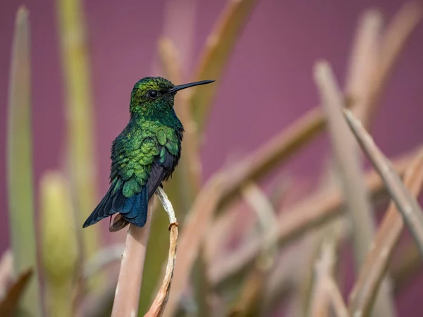 Pájaro Posado Rama Sobre Fondo Púrpura — Foto de Stock