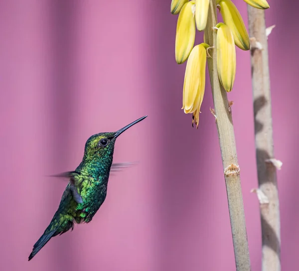 Koliber Ptak Żółtymi Kwiatami Fioletowym Tle — Zdjęcie stockowe