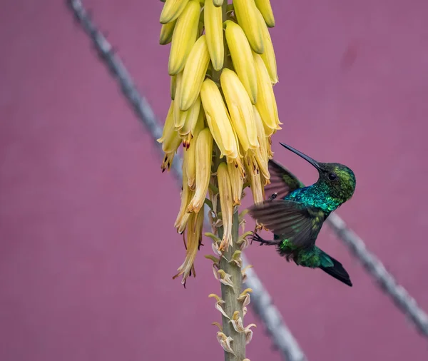 Kolibri Madár Sárga Virágok Lila Háttér — Stock Fotó