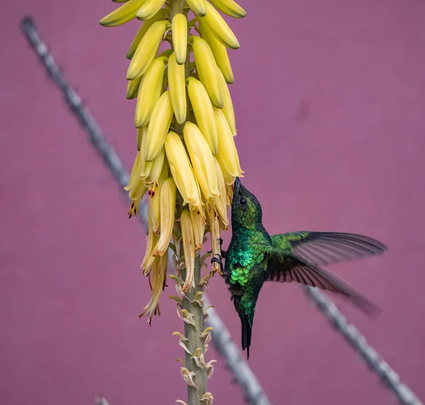 Kolibri Madár Sárga Virágok Lila Háttér — Stock Fotó