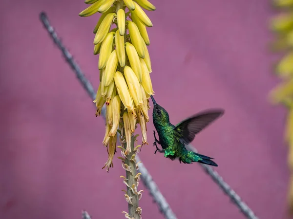 Colibri Oiseau Avec Des Fleurs Jaunes Sur Fond Violet — Photo