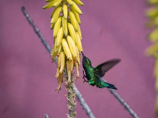 Colibrì Con Fiori Gialli Sfondo Viola — Foto Stock