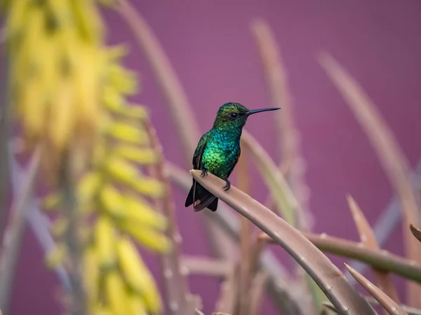 Bird Perching Branch Purple Background — Stock Photo, Image