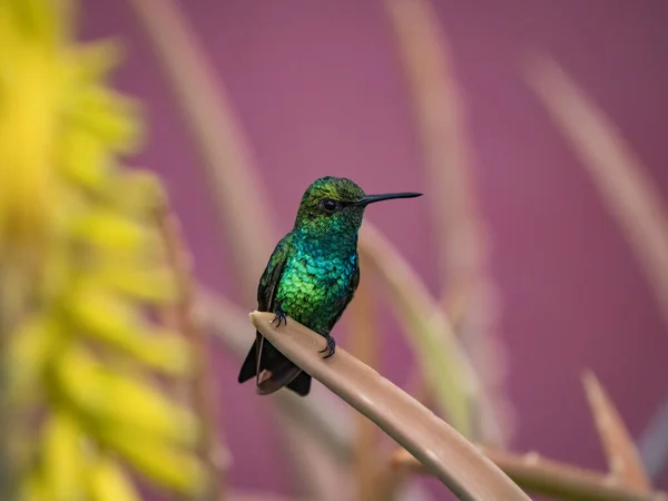 紫色の背景に枝に鳥が群がっています — ストック写真