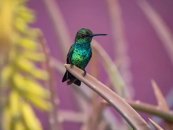 紫色の背景に枝に鳥が群がっています — ストック写真