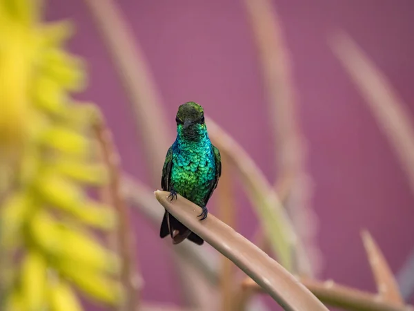Ptak Siedzący Gałęzi Fioletowym Tle — Zdjęcie stockowe
