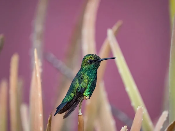 紫色の背景に枝に鳥が群がっています — ストック写真