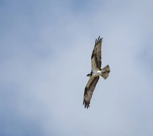 青い空を背景に飛ぶ鷹の接近ショット — ストック写真