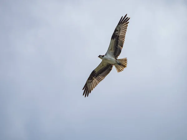 Close Tiro Falcão Voando Fundo Céu Azul — Fotografia de Stock