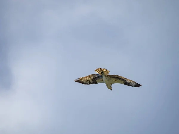 青い空を背景に飛ぶ鷹の接近ショット — ストック写真